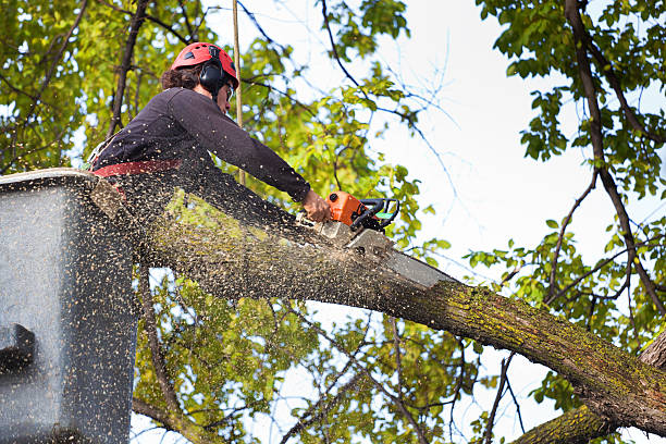  Clearview, WA Tree Removal Pros